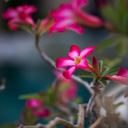 La Bella Vita Residence スミニャック エクステリア 写真